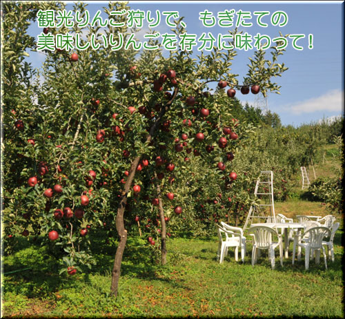 観光りんご狩り風景りんご品種は秋映