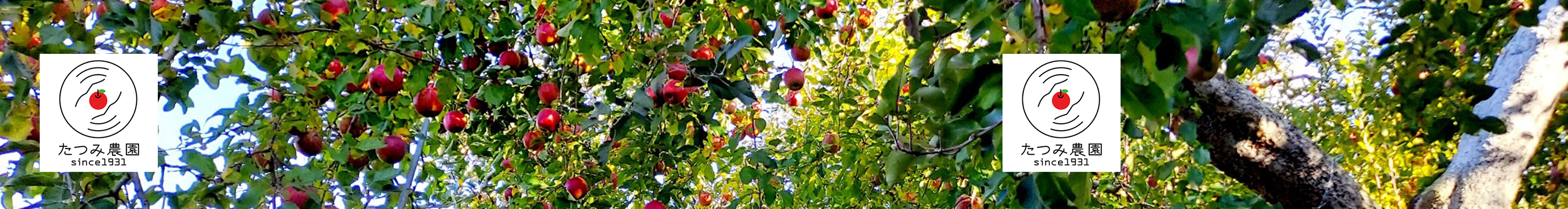 Sightseeing apple picking at Tatsumi Farm